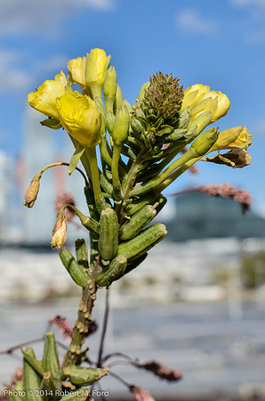 Highline_005_20141030