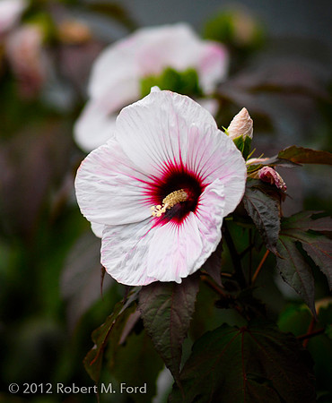 ProOptics_071_20120713